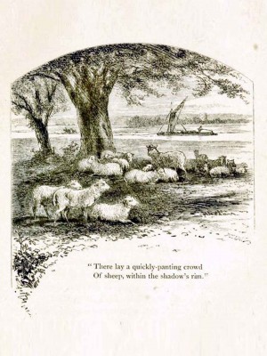 Page 80, Sheep in the Shade, illustration by Hammatt Billings, Rural Poems by William Barnes, published by Boston, Robert Brothers 1869
