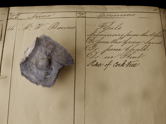 Fossil bivalve, presented to the museum by William Barnes in 1886. One of the earliest specimens collected for the newly established museum, it was gathered by Barnes&rsquo;s school pupils while exploring cuttings exposed during the construction of the railway. Image courtesy of The Dorset History Centre/Dorset Museum & Art Gallery